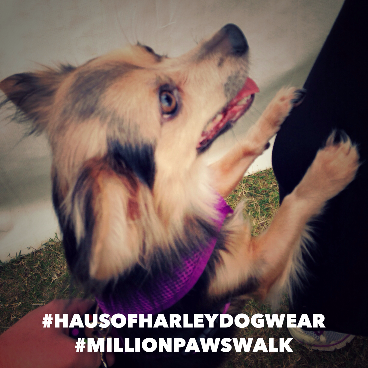 Haus of Harley Dogwear at Million Paws Walk Sydney 2015